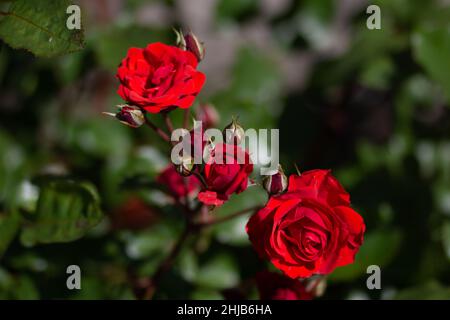 Cespuglio con tre rose rosse con fiori in fiore Foto Stock