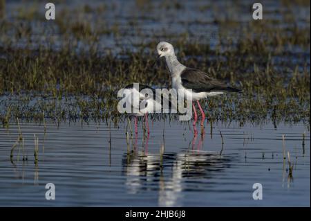 Echasses blanches dans la baie de Somme. Longues patte rouges, bec noir Foto Stock
