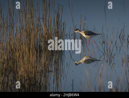 Echasses blanches dans la baie de Somme. Longues patte rouges, bec noir Foto Stock