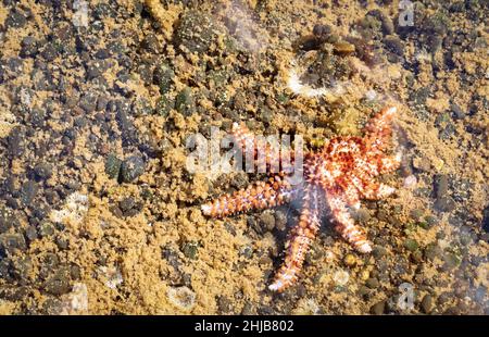 Stelle marine rosse in un lago di palato (Lanzarote Spagna) Foto Stock