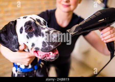 donna felice bionda che soffia asciutto i capelli del cane dalmata che asciugano con un asciugamano nel salone di grooming Foto Stock