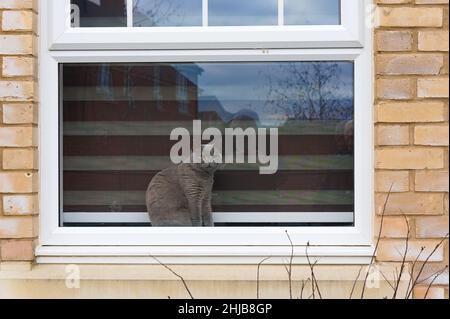 Bel gatto grigio blu russo che guarda fuori una finestra di una casa Foto Stock