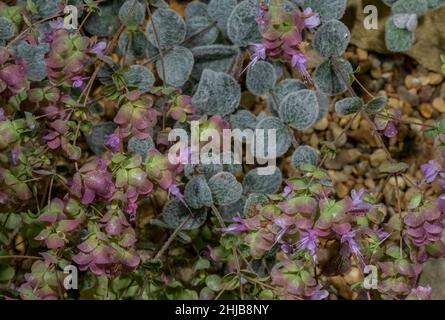 Cretan dittany, Origanum dictamnus, in fiore. Raro endemico della casmofita cretese. Foto Stock