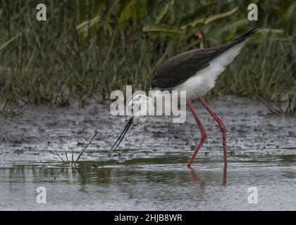 Echasses blanches dans la baie de Somme. Longues patte rouges, bec noir Foto Stock