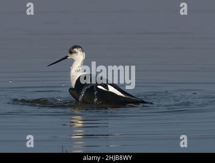 Echasses blanches dans la baie de Somme. Longues patte rouges, bec noir Foto Stock