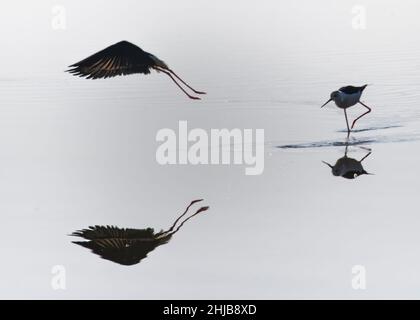 Echasses blanches dans la baie de Somme. Longues patte rouges, bec noir Foto Stock