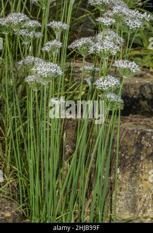 Erba cipollina cinese, Allium tuberosum in fiore in giardino. Foto Stock