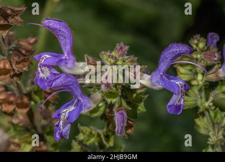 Salvia forsskaolei in fiore, dai Balcani. Foto Stock
