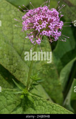 Crosswort caucasico, Phuopsis stylosa, in fiore; dal Caucaso. Foto Stock