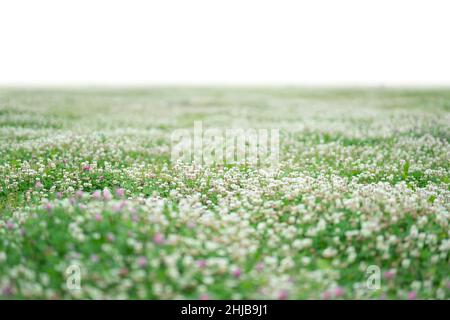 Erba e fiori primaverili isolati su bianco Foto Stock