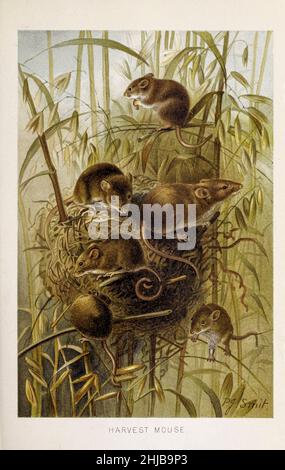 Harvest mouse (Micromys minutus) del Vecchio mondo, 1828. A 6 a 7 1/2 cm è uno dei più piccoli roditori. Di Pierre Jacques Smit dalla storia naturale reale a cura di Richard Lydekker, Volume III pubblicato nel 1893 Foto Stock