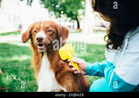 ragazza pettinare un cane rosso sulla strada contro lo sfondo di erba Foto Stock