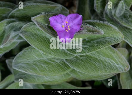 Cobweb Spiderwort, Tradescantia sillamontana, in fiore in giardino. Dal Messico. Foto Stock