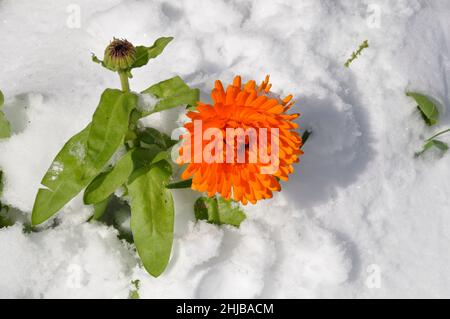 Marigold sotto la neve in Bretagna Foto Stock