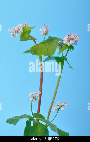 grano saraceno in fiore su sfondo blu Foto Stock