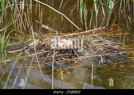 Nido con uova di un grande grovo crested, Podiceps cristatus, è un uccello d'acqua noto per la sua elaborata esposizione di accoppiamento Foto Stock