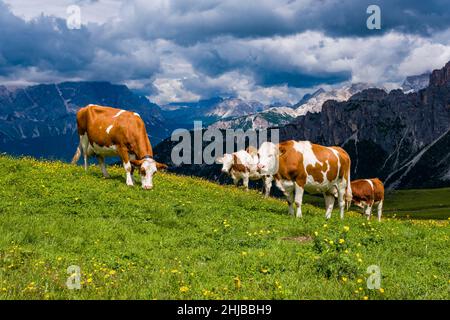 Mucche e vitelli sono pascolo sui pascoli con fiori gialli fiorenti intorno al Passo Giau, Passo di Giau, creste dolomitiche e cime in lontananza. Foto Stock