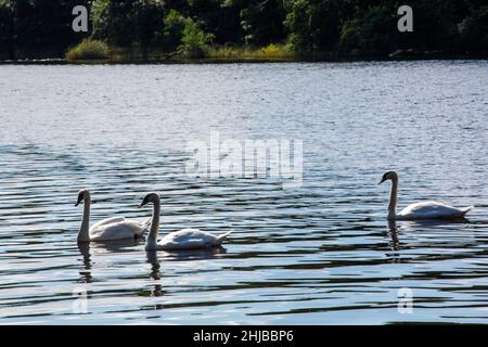 Cigni a Lough Gill a Sligo, nell'Irlanda occidentale. Foto Stock