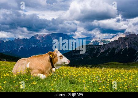 Una mucca pascola sui pascoli con fiori gialli fioriti intorno al Passo di Giau, al Passo di Giau, alle creste dolomitiche e alle cime in lontananza. Foto Stock