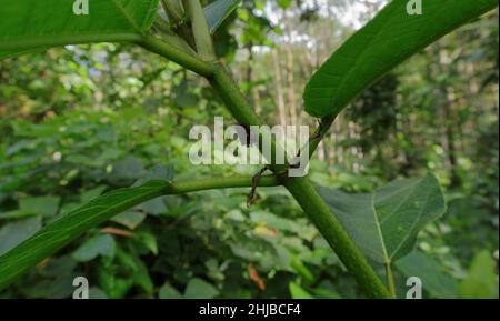 Primo piano di un fusto di fico peloso (Ficus hispida) con una piccola falena appollaiata su di esso Foto Stock