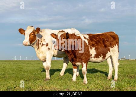 Due vitelli carini in piedi in amicizia insieme in un prato verde sotto un cielo blu nuvoloso e un lontano orizzonte dritto. Foto Stock
