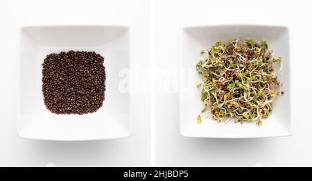 Germogli di semi di broccoli Brassica oleracea in ciotola bianca su sfondo bianco, studio shot. Semi prima della germinazione a sinistra e dopo 6 giorni germinato. Foto Stock