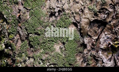 struttura superficiale in legno vecchio e opaco. Foto Stock