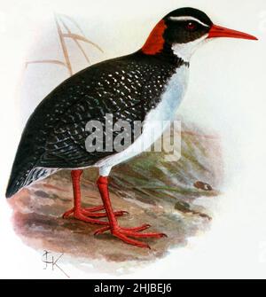 La ferrovia di Tahiti, la ferrovia di Tahiti con fatturazione rossa, o la ferrovia di Pacific con fatturazione rossa (Hypotaenidia pacifica) di John Gerrard Keulemans è una specie estinta di ferrovia che viveva su Tahiti. Fu registrato per la prima volta durante il secondo viaggio di James Cook nel mondo (1772-1775), sul quale fu illustrato da Georg Forster e descritto da Johann Reinhold Forster. Non sono stati conservati campioni. Così come la documentazione dai Forsters, Foto Stock