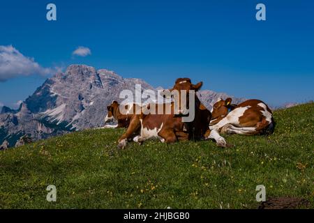 Mucche e vitelli sono pascolo sui pascoli intorno al rifugio Rifugio Auronzo, la cima della montagna Croda Rossa in lontananza. Foto Stock