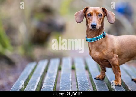 Messa a fuoco del volto di un corto dachshund pelato fissando la fotocamera con il resto intenzionalmente sfocato sullo sfondo, in piedi su una panca di legno Foto Stock