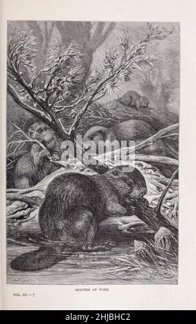 Beavers a opera della storia naturale reale a cura di Richard Lydekker, Volume III pubblicato nel 1893 Foto Stock