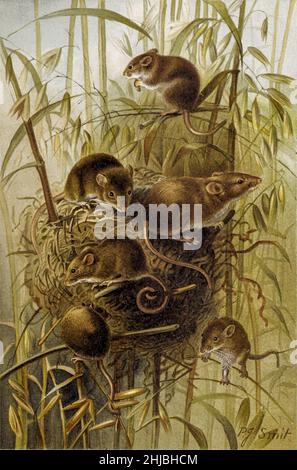 Harvest mouse (Micromys minutus) del Vecchio mondo, 1828. A 6 a 7 1/2 cm è uno dei più piccoli roditori. Di Pierre Jacques Smit dalla storia naturale reale a cura di Richard Lydekker, Volume III pubblicato nel 1893 Foto Stock