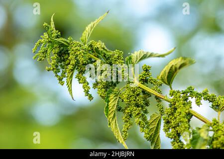 Mangiare Nettle Seeds. Ortica comune, ortica pungente o foglia di ortica, Nettles da Herb Farm. Esclusiva larval cibo sottostimare pianta in ambiente wetter Foto Stock