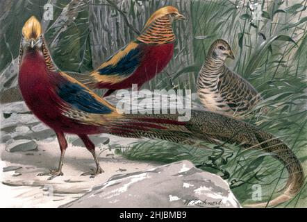 Il fagiano d'oro (Chrysolophus pictus), noto anche come fagiano cinese, e fagiano arcobaleno, è un uccello dell'ordine dei Galliformes (gallinacei) e della famiglia Phasianidae (fagiani), illustrato da Wilhelm Kuhnert dalla storia naturale reale curata da Richard Lydekker, Volume IV pubblicato nel 1895 Foto Stock