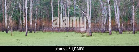 Burke Rd Billabong Panorama Foto Stock