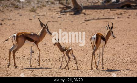 Springbok coppia con vitello in terra desertica nel parco di trasferimento di Kgalagari, Sudafrica ; specie Antidorcas marsupialis famiglia di Bovidae Foto Stock