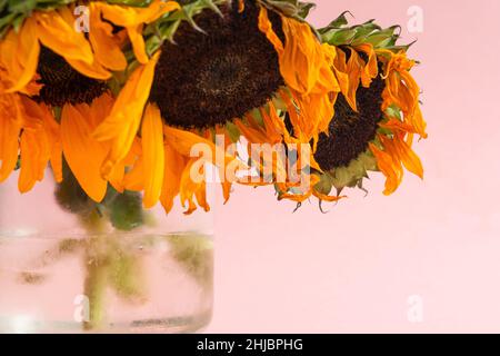 Bouquet selvatico di girasoli in vaso di vetro con sfondo rosa. Primo piano Foto Stock