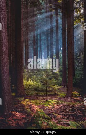 Misty autunnali stand di conifere in mattinata con raggi di sole di entrare Foto Stock