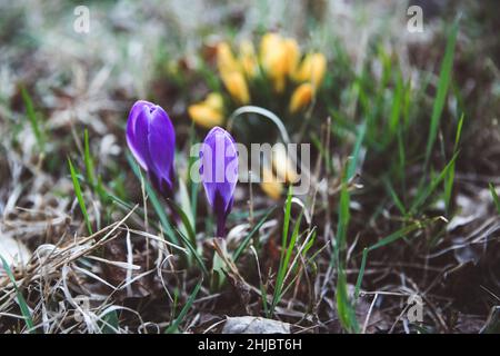 Crocus, plurale di crochi o croci è un genere di piante in fiore nella famiglia di iris. Un singolo crocus, un mazzetto di crochi, un prato pieno di crochi, c Foto Stock