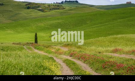 PIENZA, TOSCANA, ITALIA - MAGGIO 20 : paesaggio verdeggiante e avvolgiante in Toscana il 20 Maggio 2013 Foto Stock