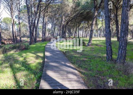 Strada pedonale in legno sulla foresta Foto Stock