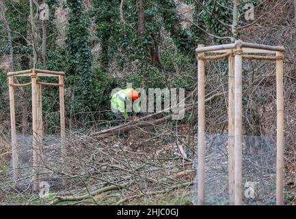 28 gennaio 2022, Sassonia-Anhalt, Bad Dürrenberg: Un operatore forestale lavora per sgombrare il pendio Saale per il prossimo spettacolo dei giardini statali (Laga). Dopo che la crescita selvaggia è rimossa, piantando nuovo è progettato per contenere erosione futura. La Laga si svolgerà da aprile a ottobre 2023 su una superficie di circa 15 ettari. Il cuore del sito è il parco termale. La casa di laurea si trova anche lì. Foto: Jan Woitas/dpa-Zentralbild/ZB Foto Stock