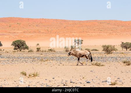 Gemsbok in Namibia Foto Stock