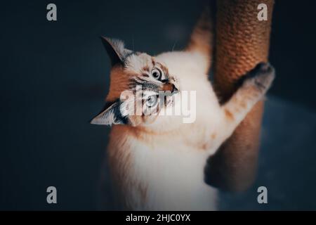 Un simpatico gattino domestico tabby affila giocosamente i suoi artigli su un palo graffiante a casa. Animale domestico preferito. Foto Stock