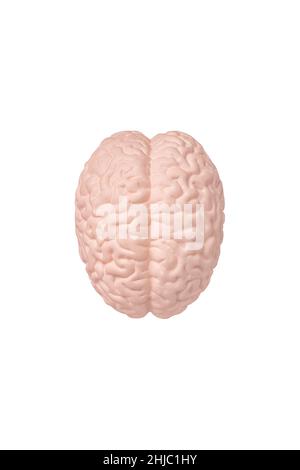 Vista dall'alto del modello cerebrale umano isolato su sfondo bianco da vicino. Il concetto di neurochirurgia, assistenza sanitaria Foto Stock