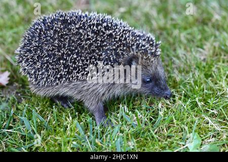 Nördlicher Weißbrustigel / hedgehog di razza bianca settentrionale / Erinaceus roumanicus Foto Stock