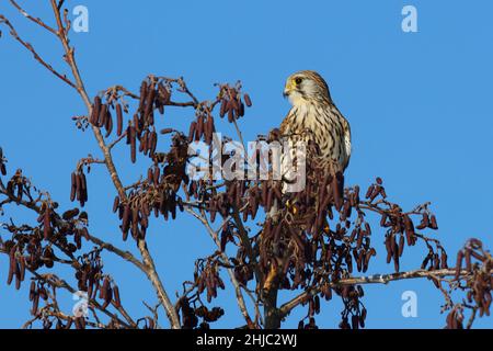 Turmfalke / gheppio comune / Falco tinnunculus Foto Stock