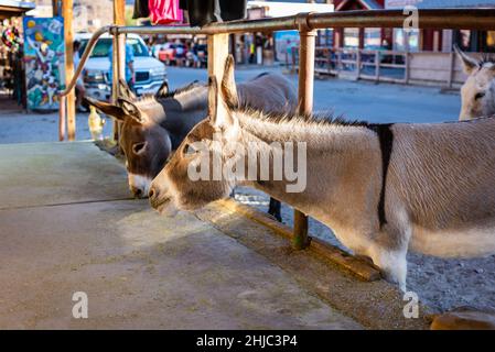 Due asini selvatici su un marciapiede a Oatman, Arizona, Stati Uniti. Foto Stock