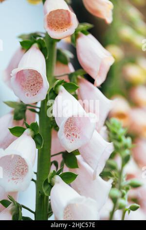 Primo piano di un albicocca rosa Foxglove fusto di fiori Digitalis. Messa a fuoco selettiva con profondità di campo estremamente bassa. Foto Stock