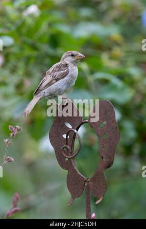 Hausspatz, Jungvogel, auf Sitzwarte im Garten, Jungvögel, Haus-Spatz, Spatz, Haussperling, Haus-Sperling, Spatzen, Passer domesticus, Casa Sparrow, S. Foto Stock